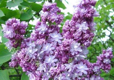 siren-taras-bulba-03