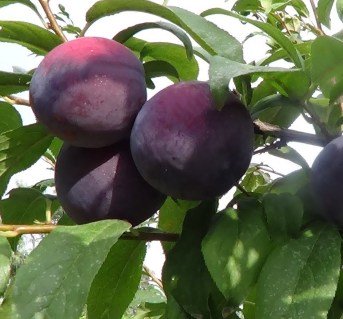 Алича Ельдорадо [1-річна з відкритим коренем]