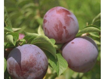 Слива Синя Кармен (Blu Karmen) [2-річна з відкритим коренем]