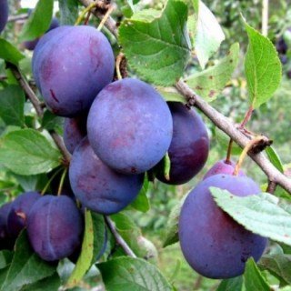 Слива Анна Шпет (Anna Shpet) [2-річна з відкритим коренем]