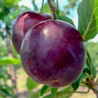 Слива диплоїдна Анжеліно [2-річна з відкритим коренем]