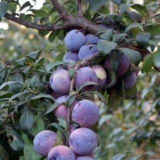 Алича Анжеліно [1-річна з відкритим коренем]