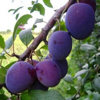 sliva-ganita-500x500