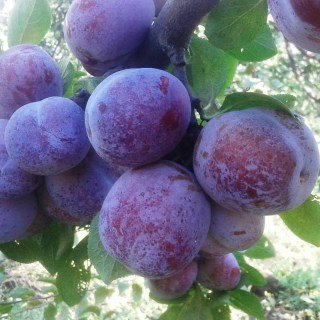 sliva-kabardinskaya-01