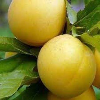 Слива диплоїдна Мун Глоуб