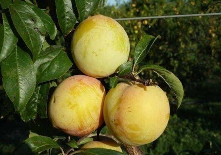 Слива диплоїдна Мун Глоуб (Prunus salicina Moon globe) [2-річна з відкритим коренем]