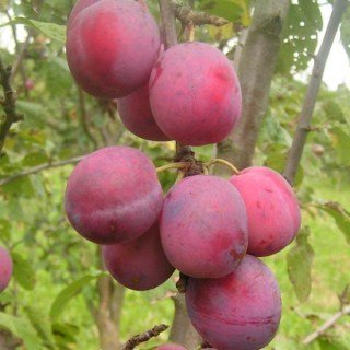 Слива Юбилеум (Jubileum) [2-річна з відкритим коренем]