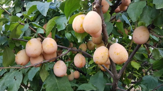 sliva-zolotaja-kaplja