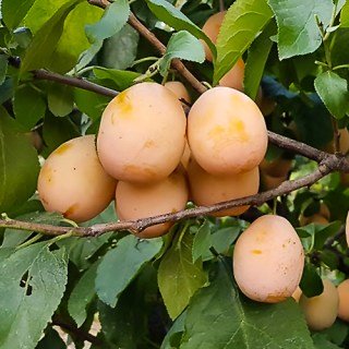 Слива Золота крапля [2-річна з відкритим коренем]