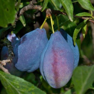 Слива Ашатан [2-річна з відкритим коренем]