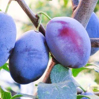 sliva_chachanska_rannya_1