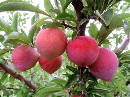 Слива диплоїдна Формоза (Formoza) [2-річна з відкритим коренем]