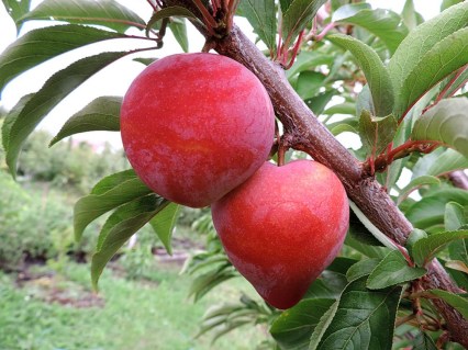 Слива диплоїдна Формоза (Formoza)