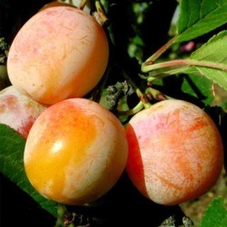 slyva-bairon-hold-66387455434829