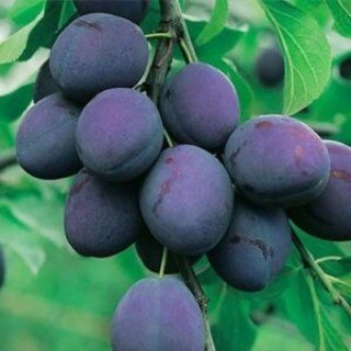 Слива Топ Фіт (Top Fit) [2-річна з відкритим коренем]