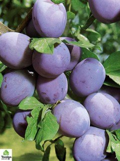 Слива Топенд Плюс [2-річна з відкритим коренем]