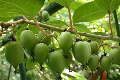 Актинідія аргута Римма