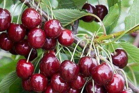 Черешня Відрада [2-річна з відкритим коренем]