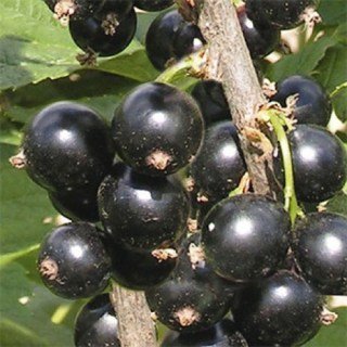 smorodina-chernaia-krasa-lvova-1-sazhenets-500x500
