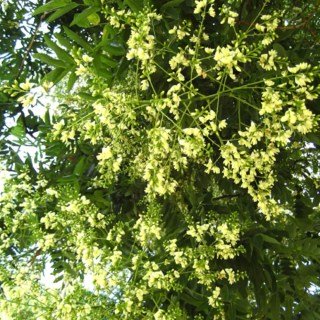 Софора японська, японська акація