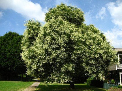 sophora_japonica_seeds_3