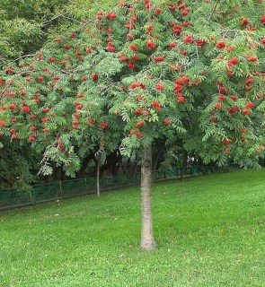 sorbus-aucuparia-pendula1