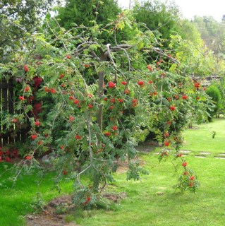 sorbus-aucuparia-pendula
