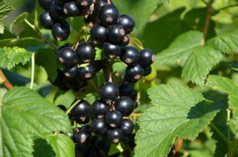 Смородина чорна Краса Львова [2-річна з відкритим коренем]