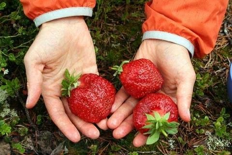 sort_zemljaniki_pensioner_chelsi_opisanie