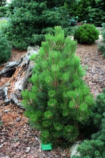 Сосна білокора Компакт Джем (Pinus leucodermis Compact Gem)