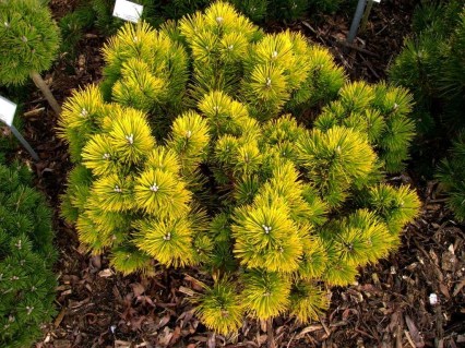 Сосна Голден Глоу (Golden Glow)