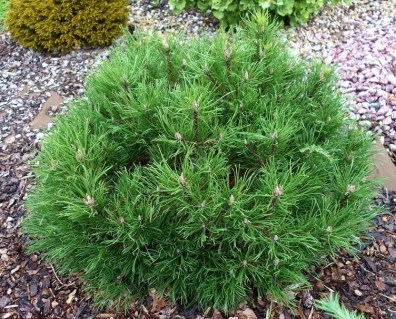 Сосна гірська Хессе (Hesse)