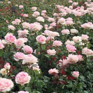 souvenir-baden-baden3-500x500