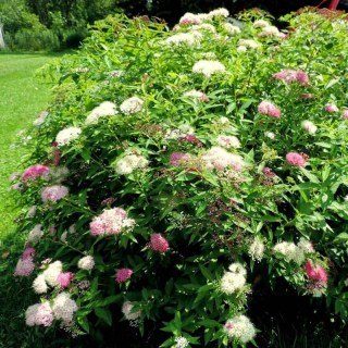 spiraea-japonica-shirobana