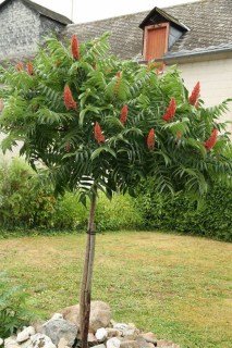 sumakh-olenerogiy-02