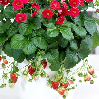 summer-breeze-strawberry-02