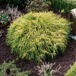 Кипарисовик горохоплідний Санголд (Sungold) [2-річний, контейнер, 30см]