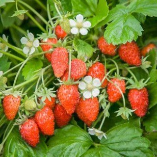 Суниця Регіна