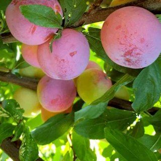 Слива Суперіор (Superior) [2-річна з відкритим коренем]