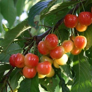 Черешня Любава [2-річна з відкритим коренем]