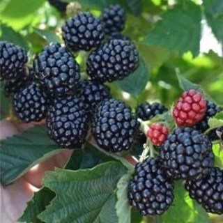 Ожина Світ Пай (Sweetie Pie)