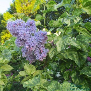 syringa-aucubaefolia1-650x650