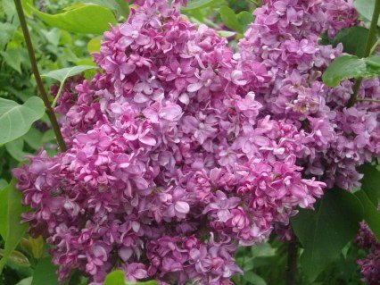 syringa_vulgaris_bogdan_khmelnitskii_1