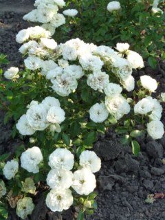 Троянда мініатюрна Грін Айс