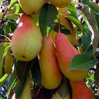 talgarskaya-krasavitsa