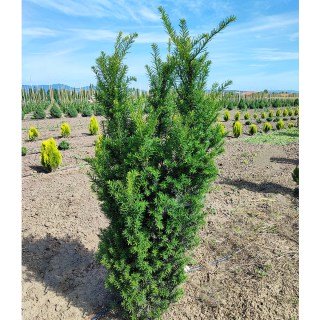 taxus-x-media-hicksii-hicks-03