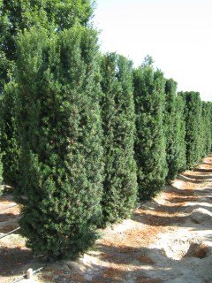 taxus-x-media-hicksii-hicks-05