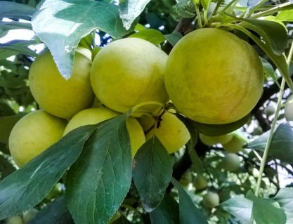 Слива Голден Плумза (Golden Plumza) [2-річна з відкритим коренем]