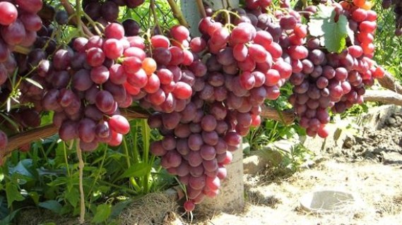 Виноград Пам'яті Учителя