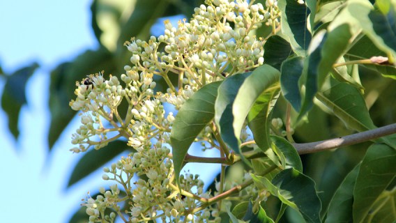 Эводия, Медовое дерево (Terrarium Danielle)